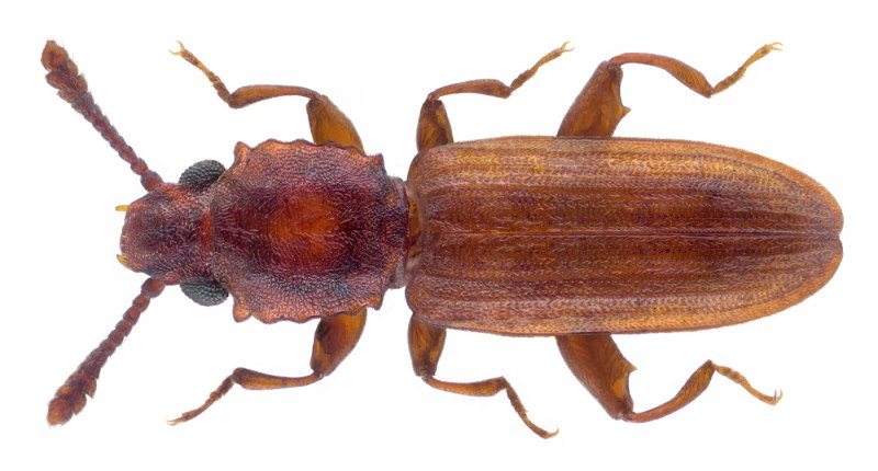 Silvanus bidentatus