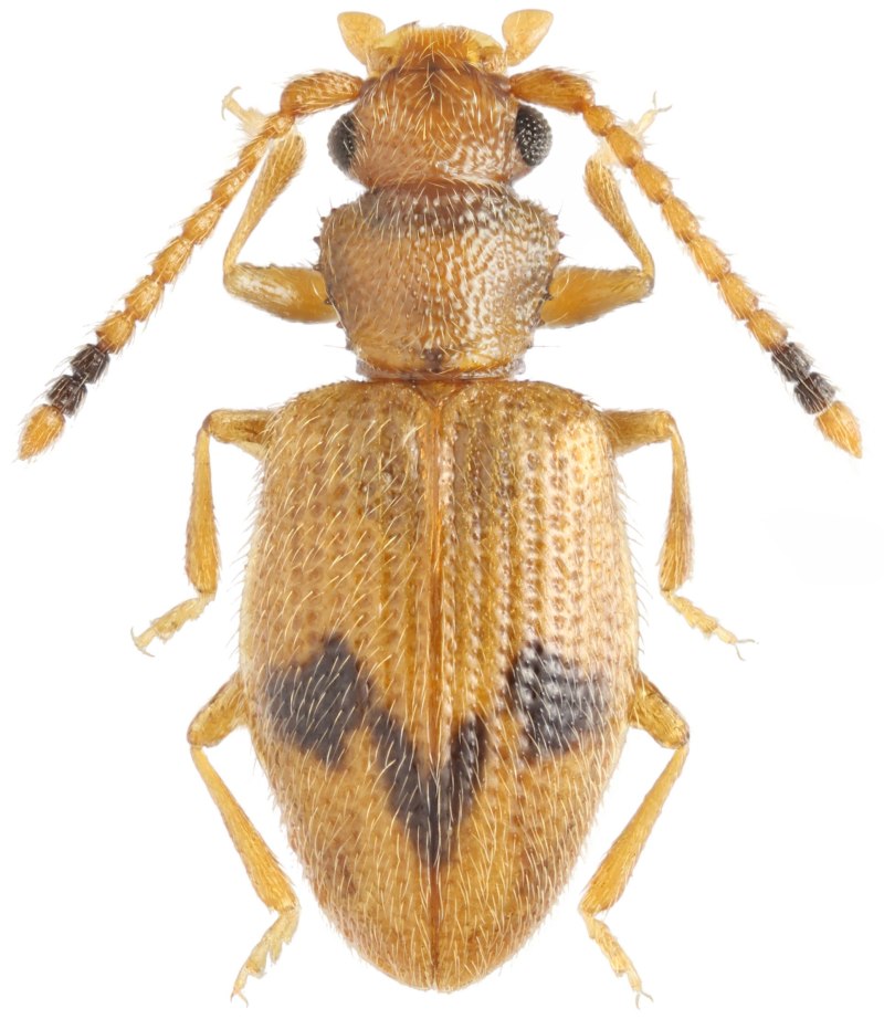 Насекомое Silvanidae