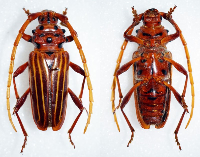 Actinodiscus striatus