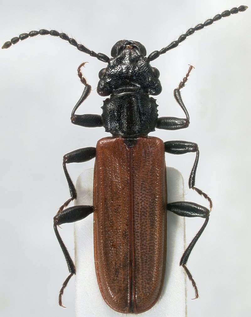 Cucujus. Coccinatus