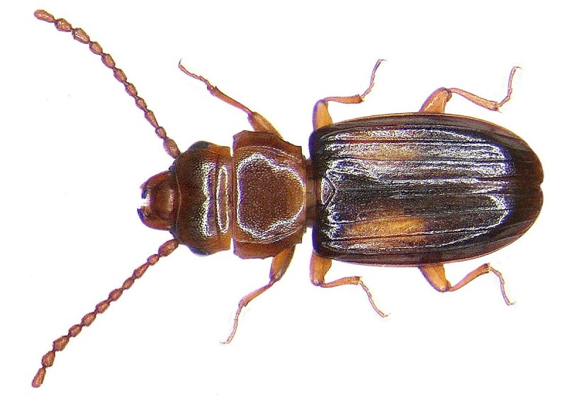 Laemophloeus pusillus
