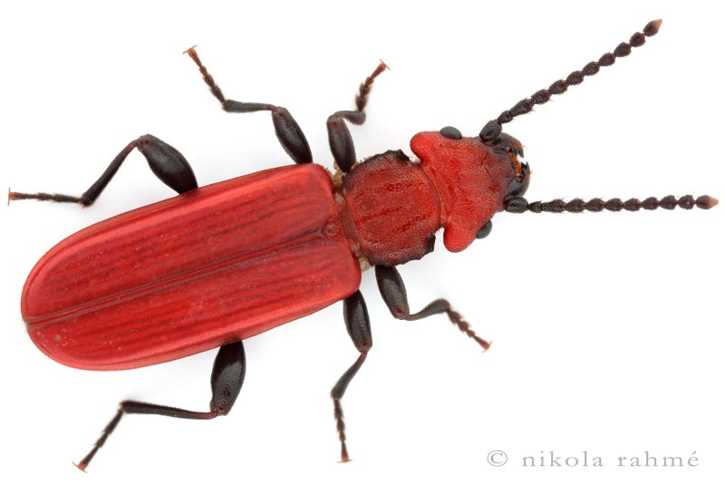 Cucujus cinnaberinus