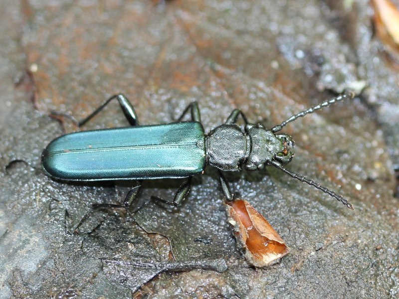 Cucujus. Coccinatus
