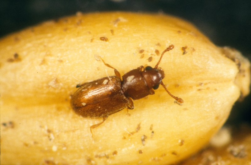 Typhaea stercorea