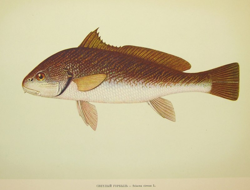 Umbrina cirrosa рыба