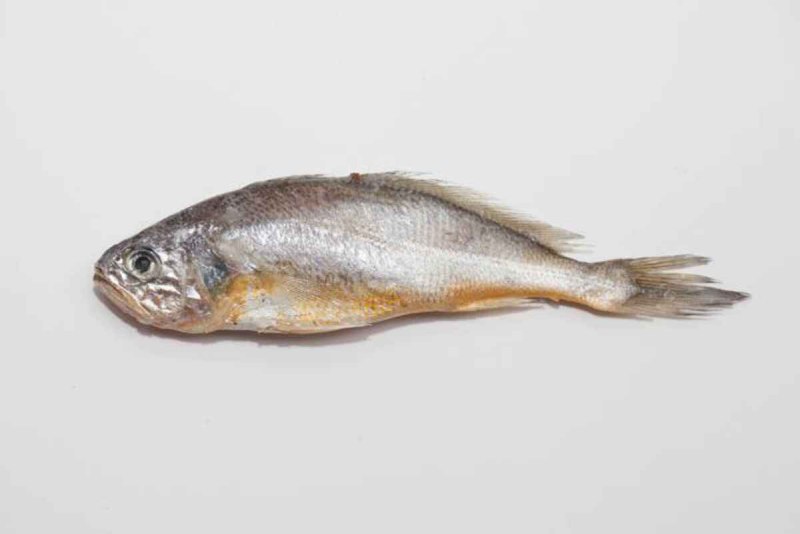 Yellow Croaker Fish
