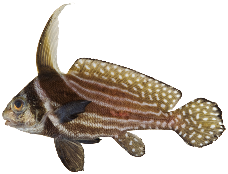 Equetus punctatus