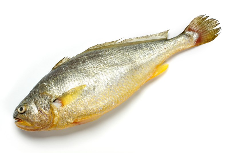 Yellow Croaker Fish