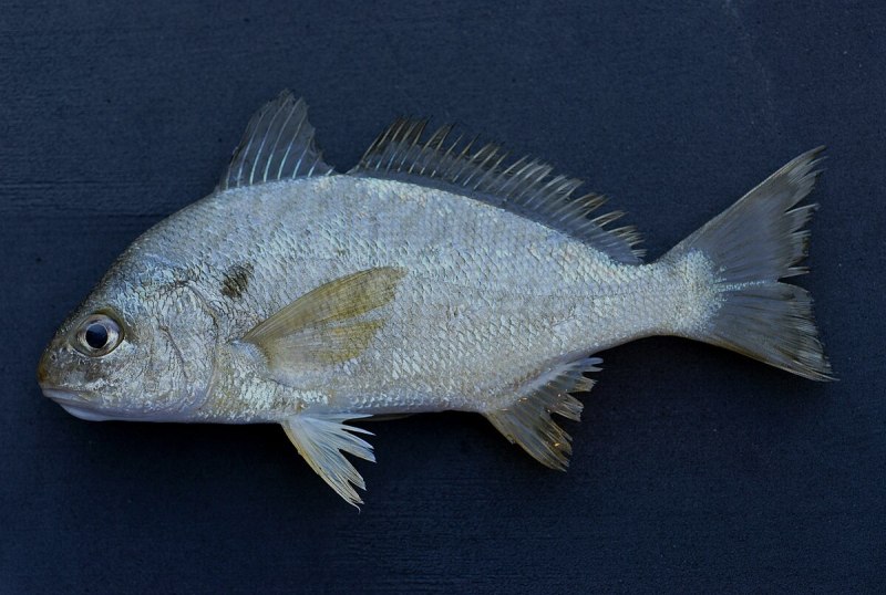 Горбыль пятнистый (Leiostomus xanthurus);