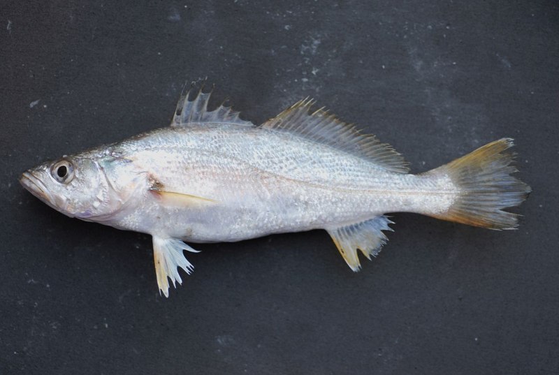 Corvina Fish