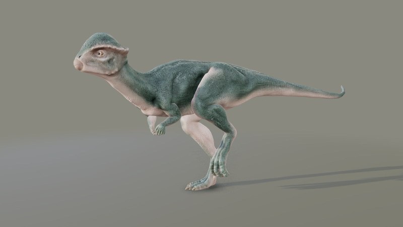Стегоцерас Stegoceras