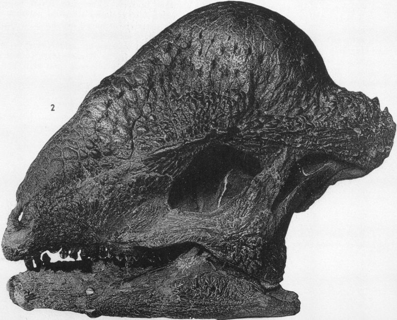 Стегоцерас Stegoceras