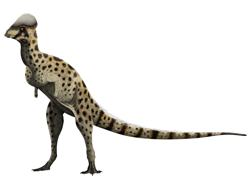 Colepiocephale