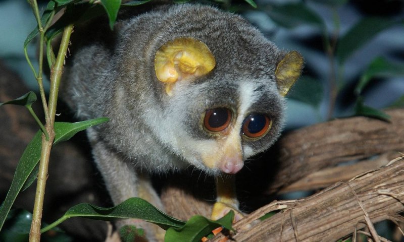 Loris lydekkerianus