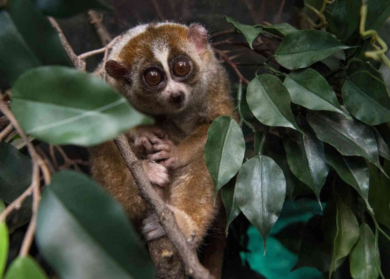 Nycticebus pygmaeus