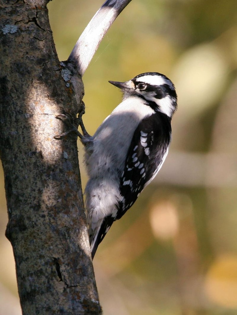 Downy Woodpecker