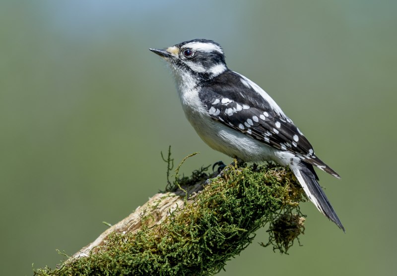 Семейство дятловые (Picidae)