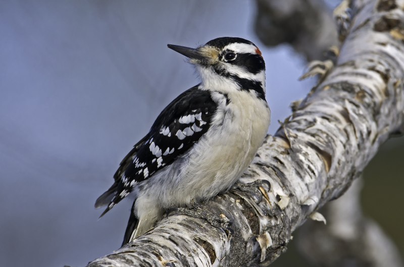 Downy Woodpecker