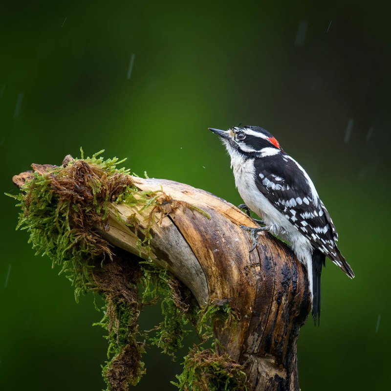 Downy Woodpecker