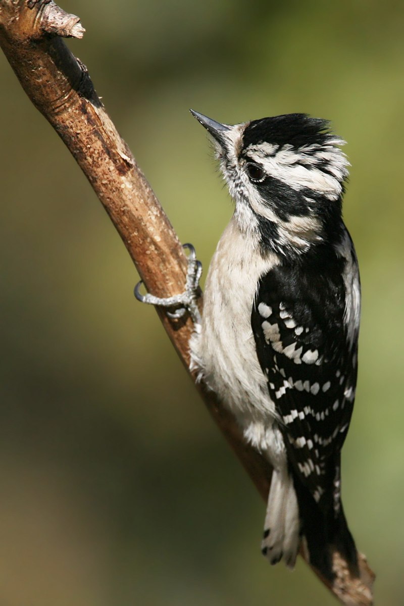 Downy Woodpecker
