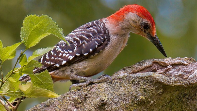 Melanerpes carolinus