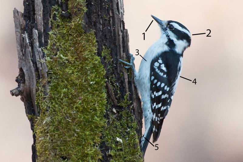 Downy Woodpecker