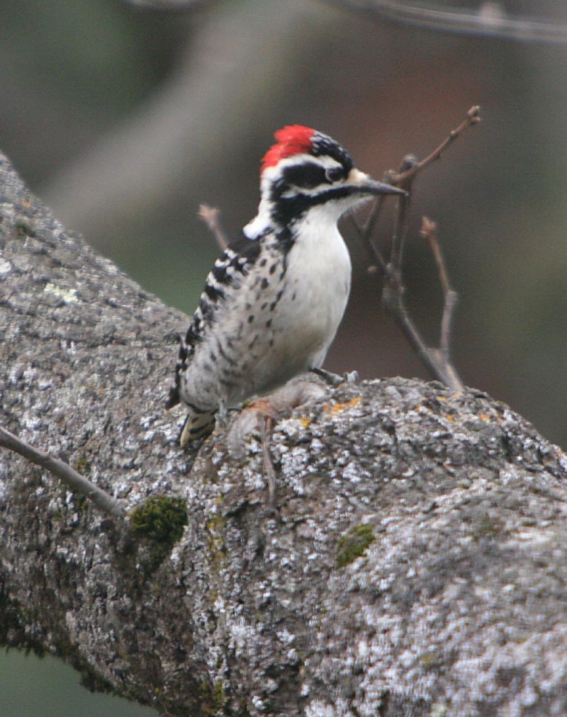 Nuttall's Woodpecker
