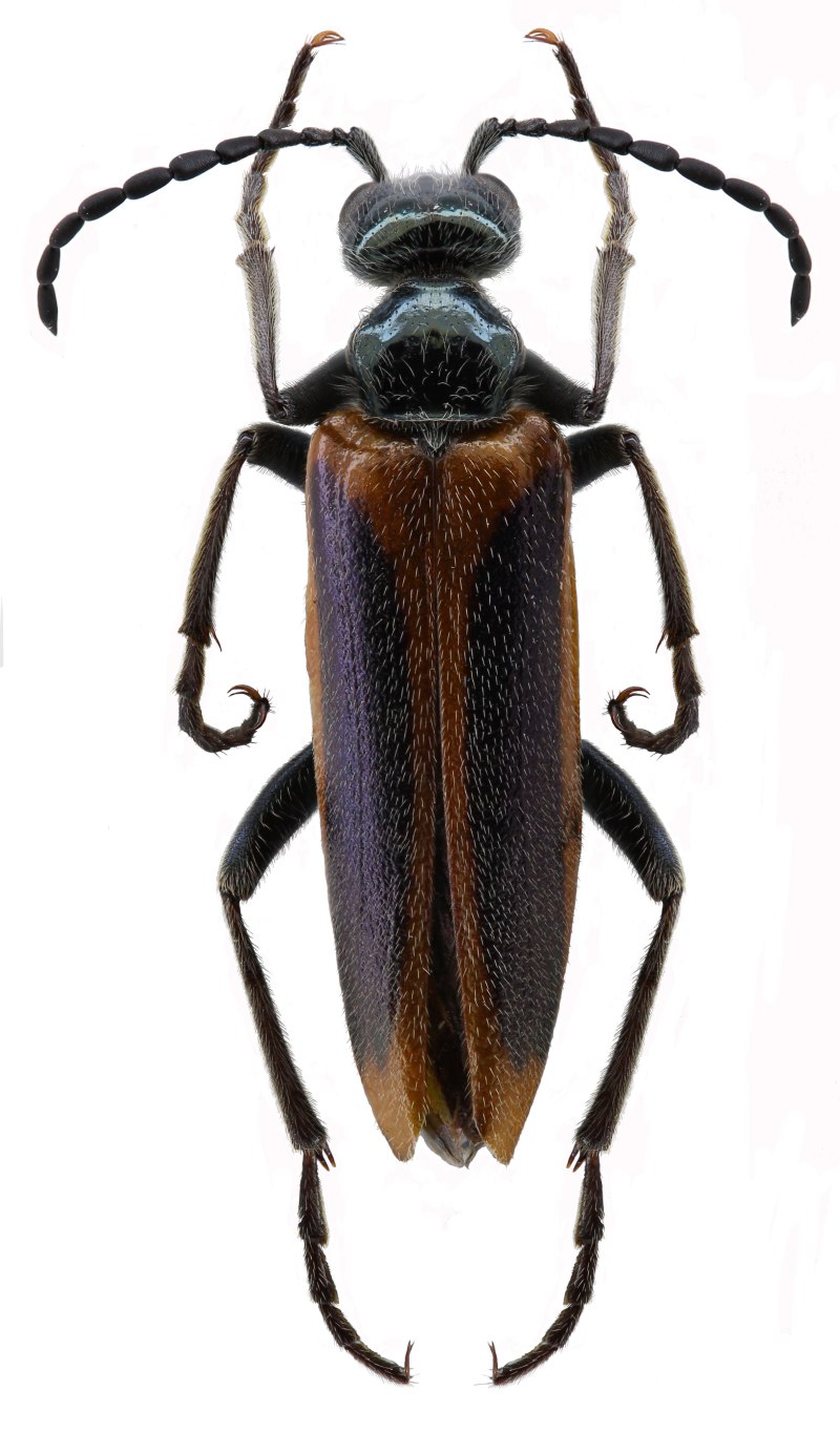 Lytta the Bug