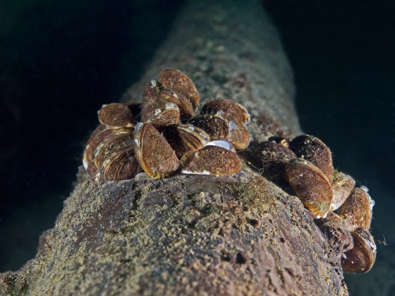 Dreissena polymorpha