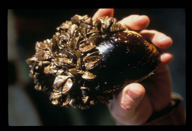 Dreissena polymorpha