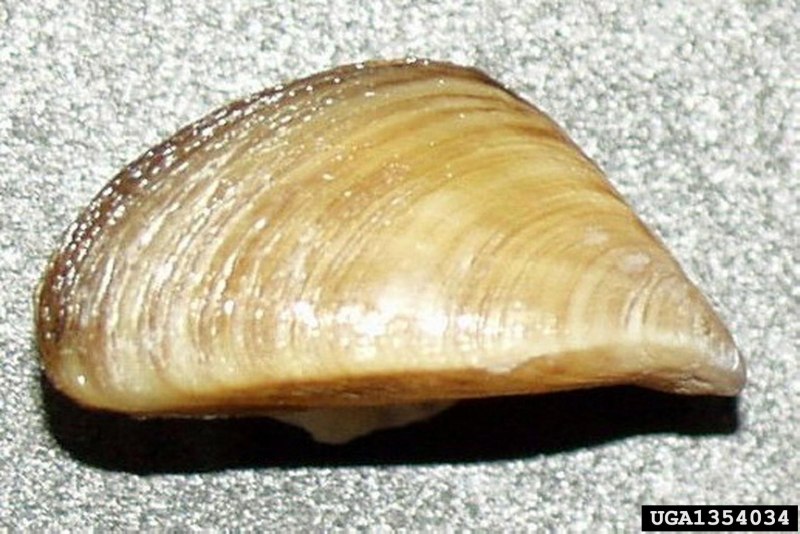 Dreissena polymorpha