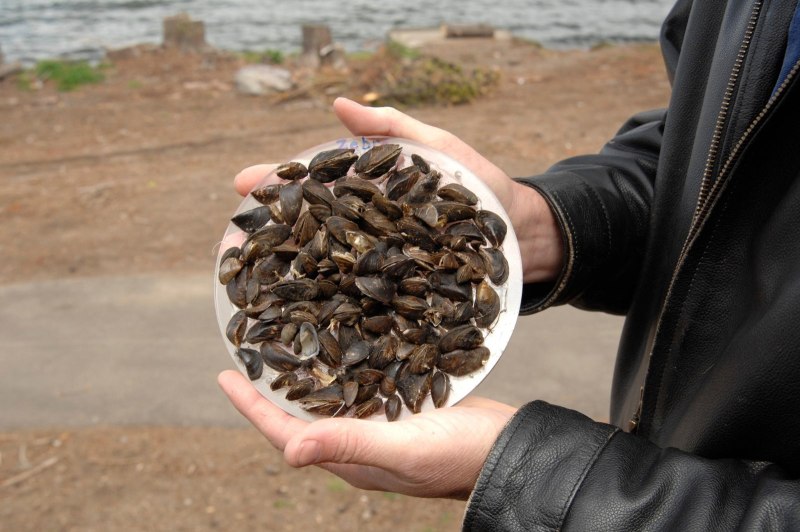 Zebra Mussels on the ships