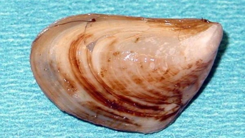 Dreissena bugensis