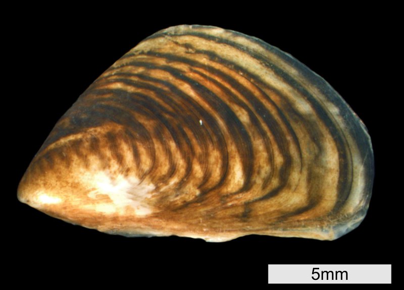 Dreissena rostriformis