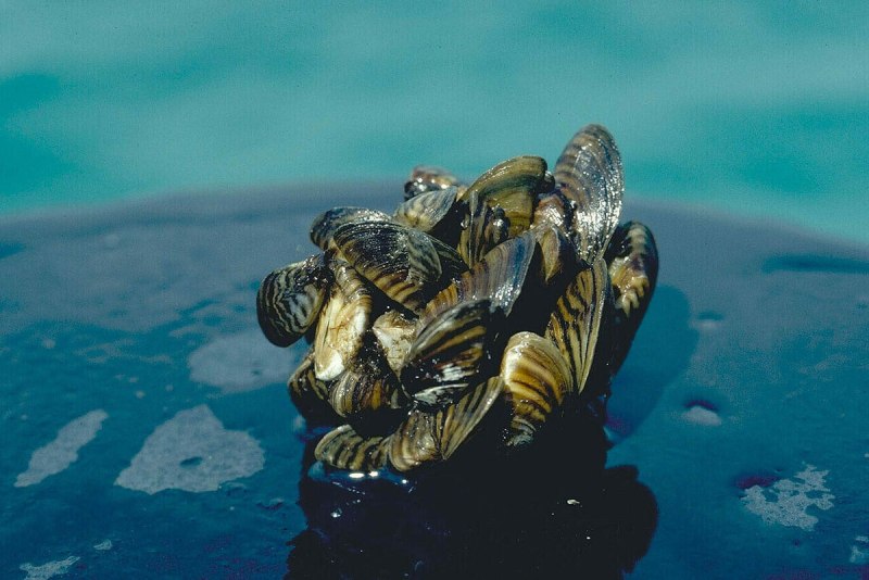 Zebra Mussels on the ships