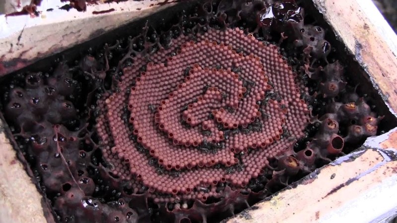 Австралийские сахарные пчелы