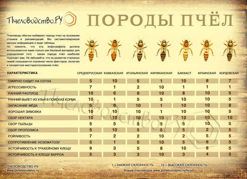 Таблица пород пчел и характеристика