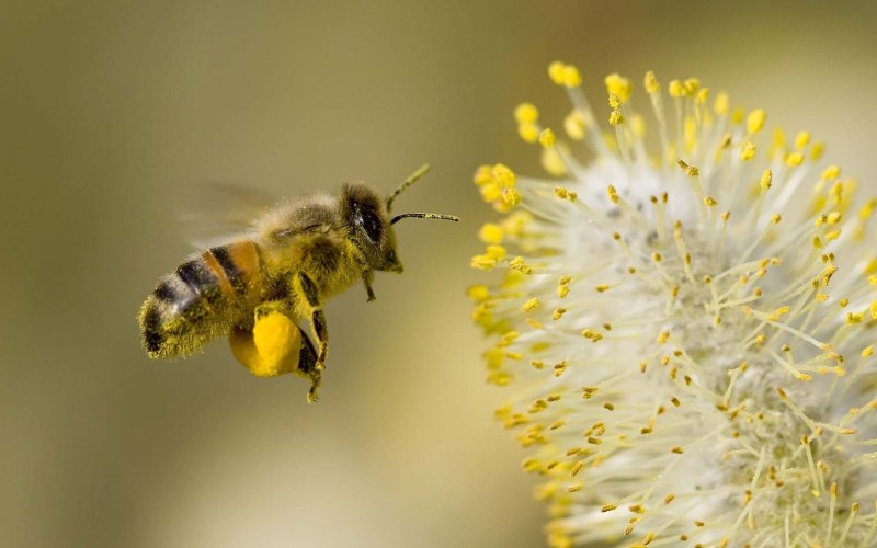 Пчелиная пыльца (Bee pollen)