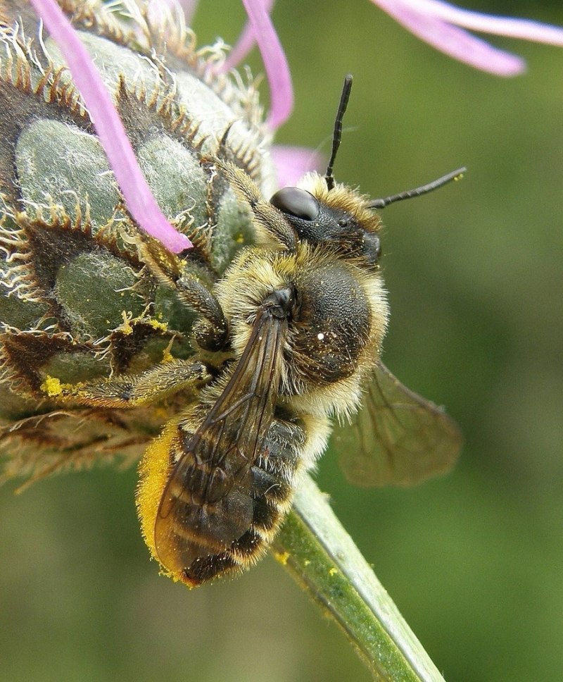 Megachile centuncularis
