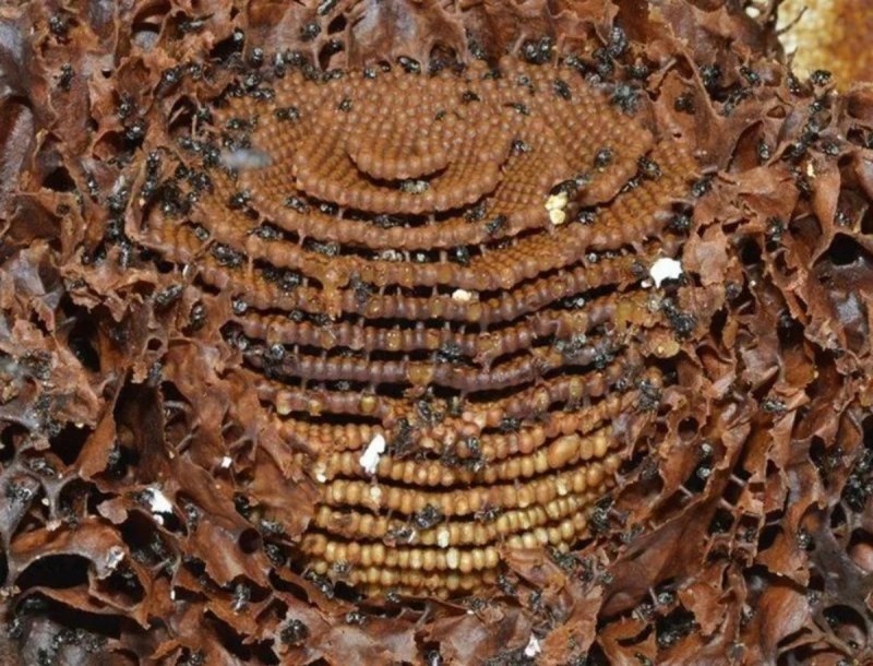 Tetragonal carbonaria