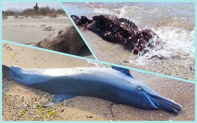 Дельфины черного моря