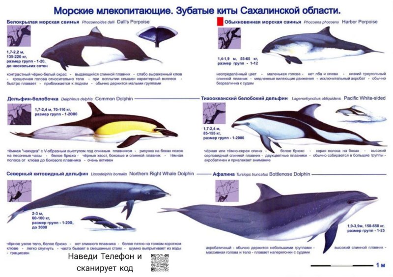 Китообразные представители таблица