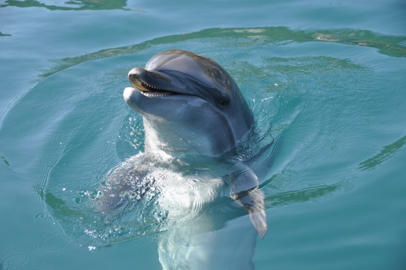 Dolphin Park Мармарис