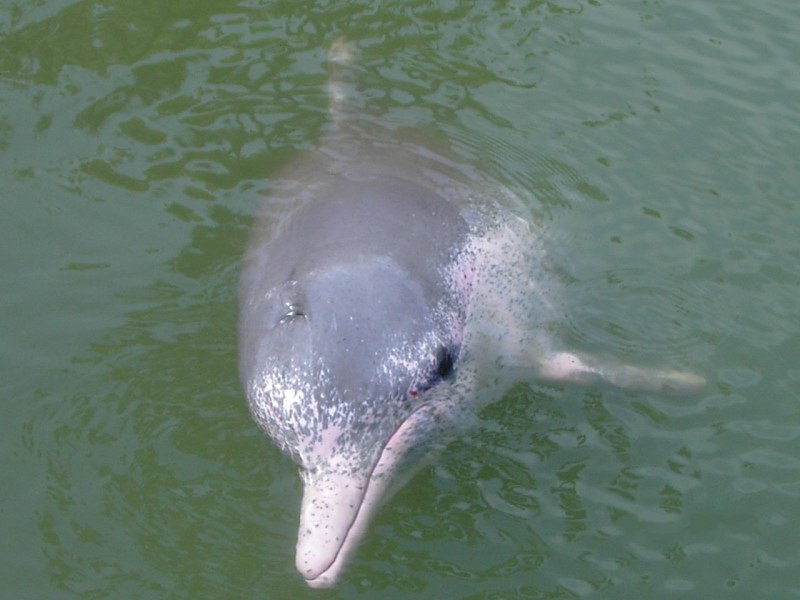 Китайский Дельфин (Sousa chinensis)