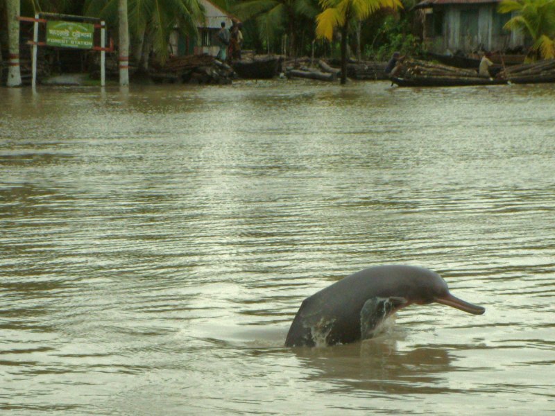 Ganges River Dolphin