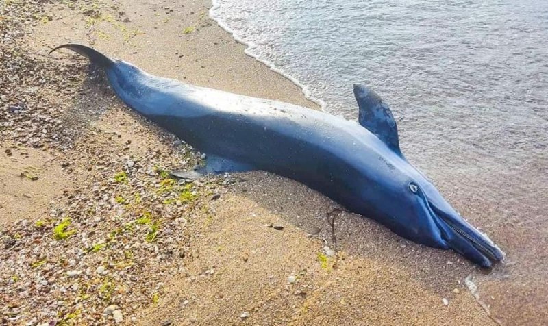 Дельфины черного моря