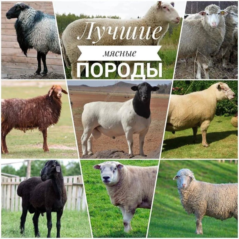 Виды овец