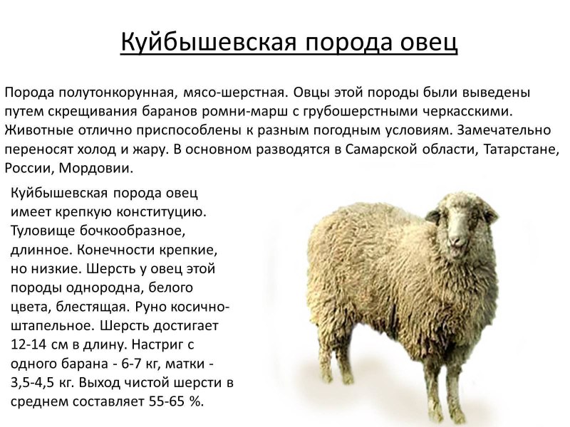 Шерсть Эдильбаевской породы овец