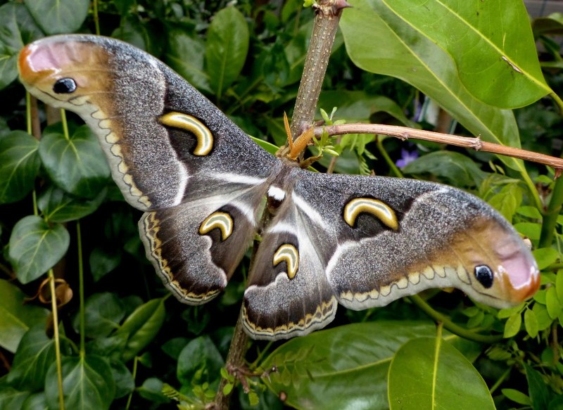 Epiphora Intermedia бабочка
