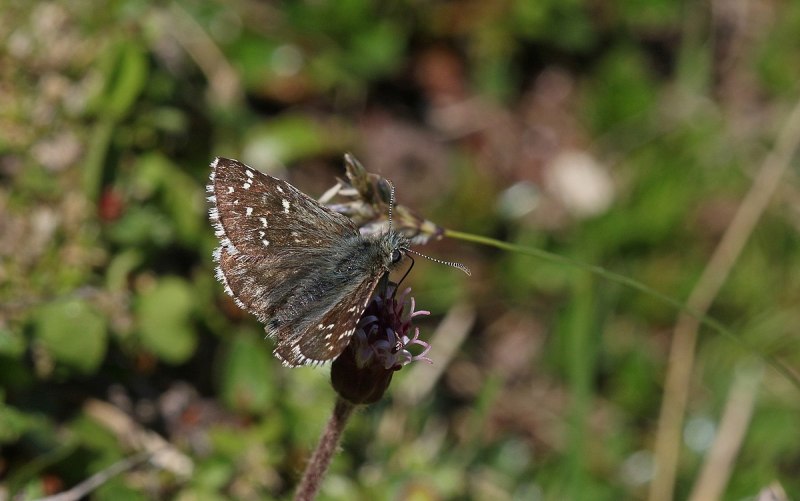 Pyrgus Carthami